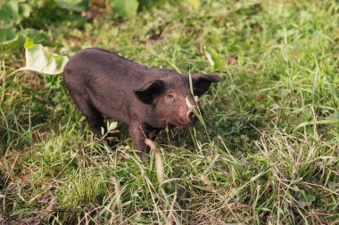 Tatlı Vietnamca Piglet