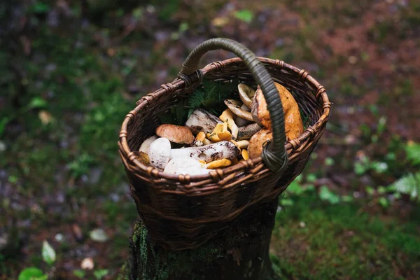 Basket with mushrooms in the forest on a stump — Stock Photo, Image
