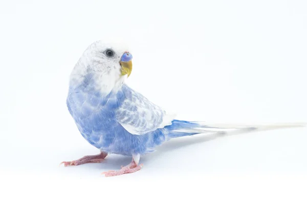 Loro ondulado blanco-azul aislado sobre fondo blanco — Foto de Stock