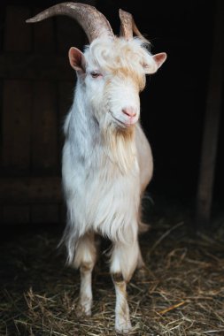 Shaggy patlama ile beyaz keçi
