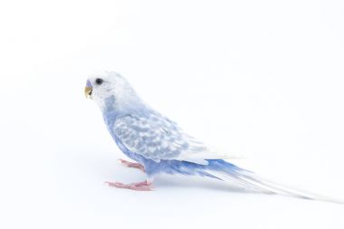 Beyaz-mavi dalgalı papağan beyaz arka plan üzerinde izole