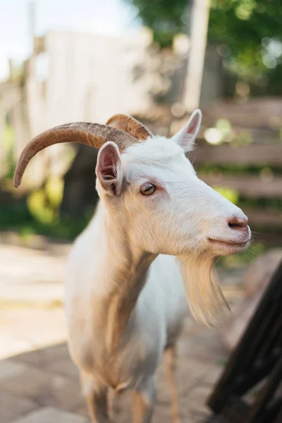 White goat on a background of the yard — Stock Photo, Image