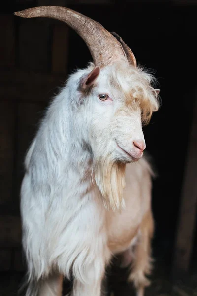 Bozontos frufru fehér kecske — Stock Fotó