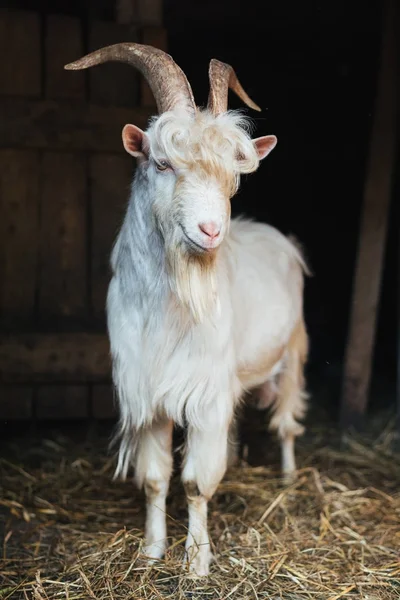 シャギー前髪と白いヤギ — ストック写真