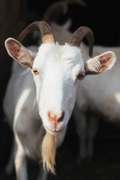 Cabra branca em um contexto de outros animais — Fotografia de Stock