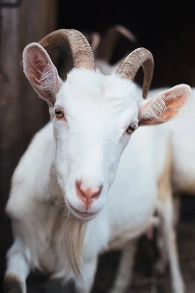 Capra bianca su uno sfondo di altri animali — Foto Stock