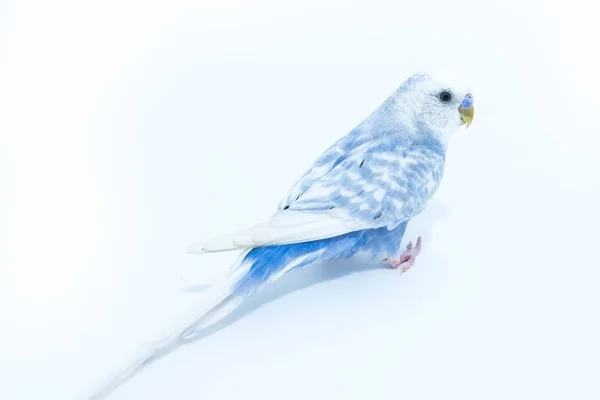 Loro ondulado blanco-azul aislado sobre fondo blanco — Foto de Stock