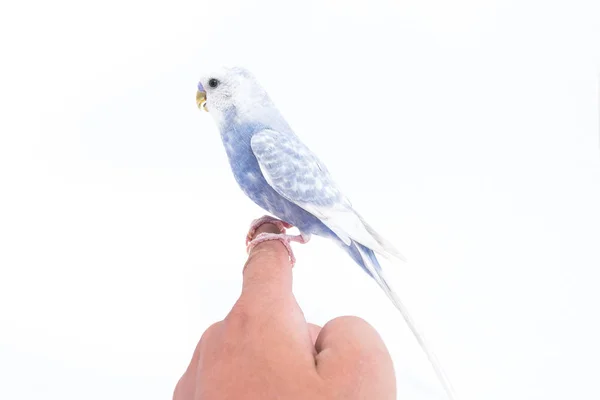 Papagaio ondulado branco-azul em sua mão isolado no fundo branco — Fotografia de Stock