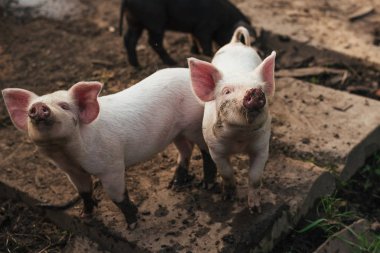 İki sevimli küçük domuz