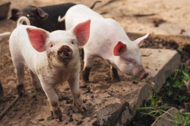 İki sevimli küçük domuz