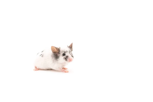 白色背景的装饰可爱的鼠标 — 图库照片
