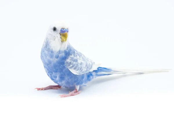 Papagaio ondulado branco-azul isolado no fundo branco — Fotografia de Stock