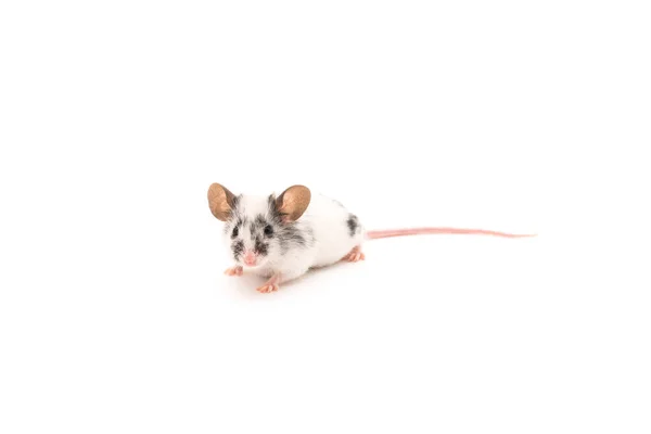 Декоративная милая мышь на белом фоне — стоковое фото