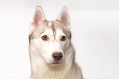 Beyaz bir arka plan üzerinde husky portresi