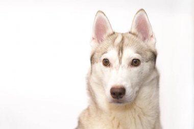 Beyaz bir arka plan üzerinde husky portresi