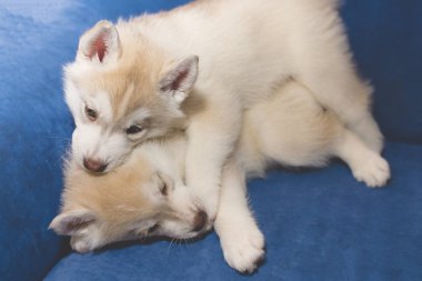 Husky yavrusu kanepede serpmek