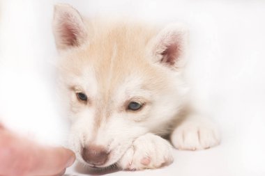 Işık arka plan üzerinde eller ile köpek yavrusu husky besleme