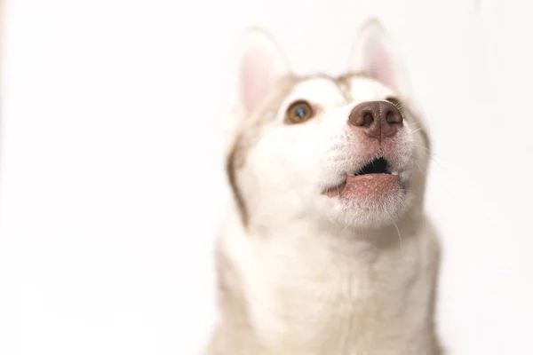Ritratto di husky su sfondo bianco — Foto Stock