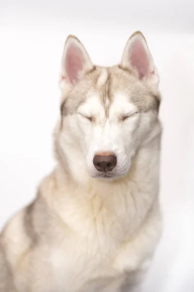 Portret husky na białym tle — Zdjęcie stockowe