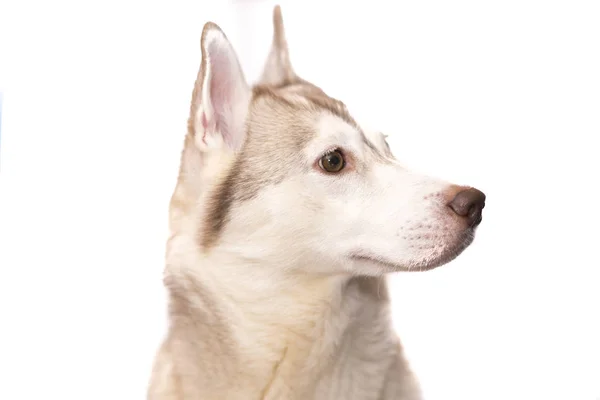Retrato de husky sobre um fundo branco — Fotografia de Stock