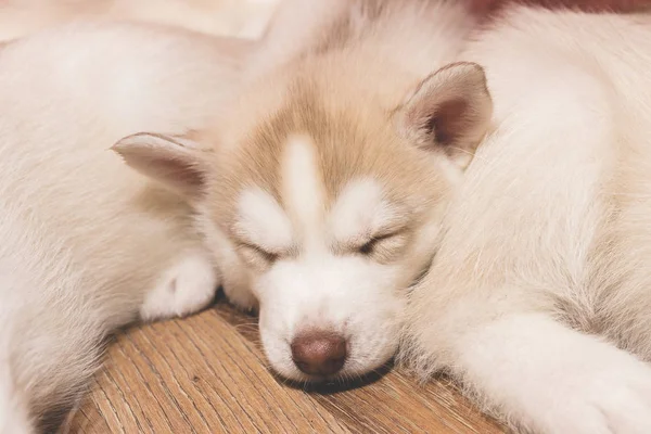 Спящий щенок хаски на полу — стоковое фото