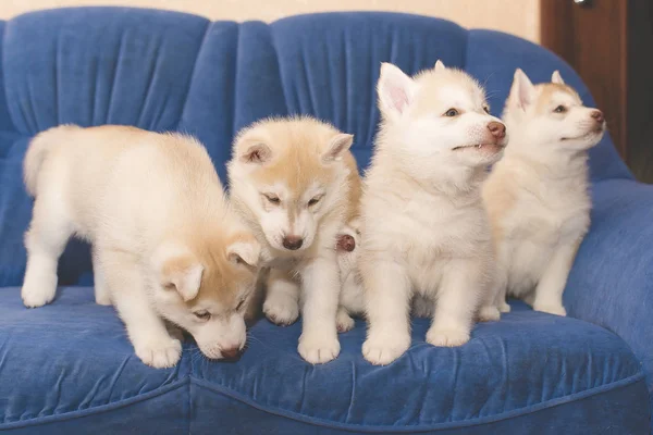 Husky-Welpen tuscheln auf der Couch — Stockfoto