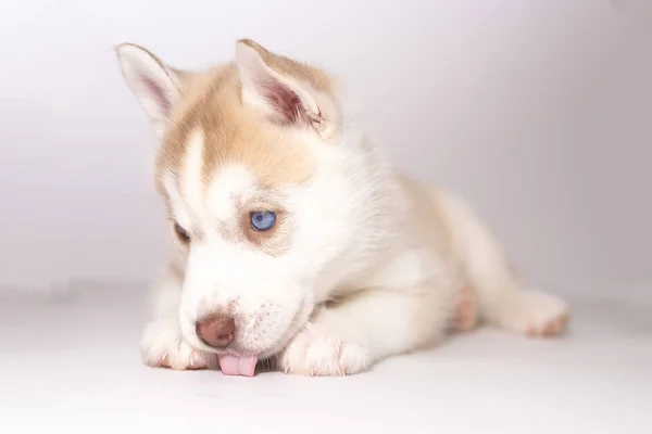 Un cachorro husky acostado con la lengua colgando, sobre un fondo claro — Foto de Stock