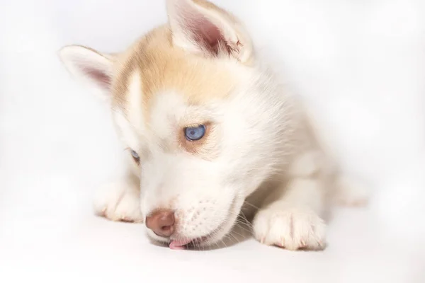 Štěně husky s modrýma očima a vyčnívající jazyk na světlém pozadí — Stock fotografie
