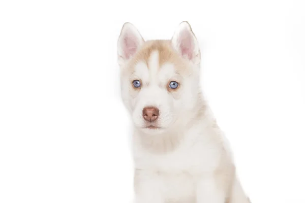 Хаски щенок с голубыми глазами изолированы на белом фоне — стоковое фото