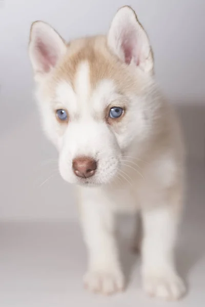 En husky valp sorgligt på en ljus bakgrund — Stockfoto