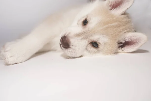 Lindo cachorro husky, acostado sobre fondo claro — Foto de Stock