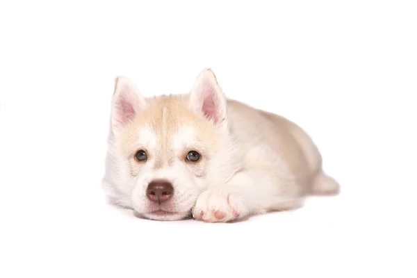 Triste cachorro husky aislado sobre fondo blanco — Foto de Stock