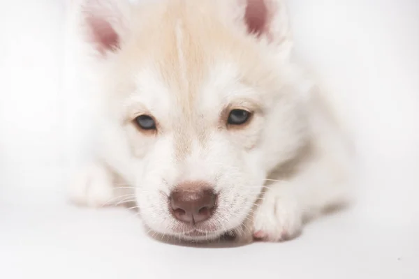 Грустный щенок хаски изолирован на белом фоне — стоковое фото