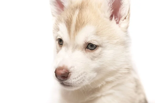 Портрет хаски щенка на белом фоне — стоковое фото