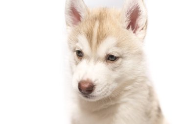 Beyaz arka plan üzerinde izole bir husky yavrusu portresi