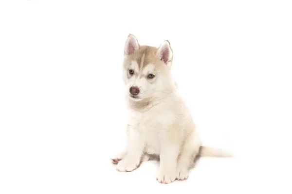 Een husky pup zitten, geïsoleerd op witte achtergrond — Stockfoto