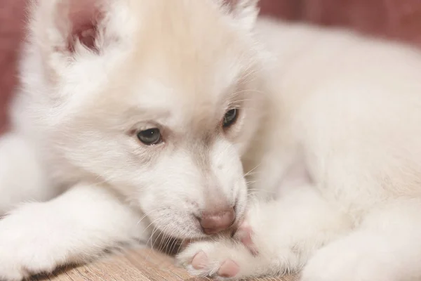 Cute husky puppy is sad — Stock Photo, Image