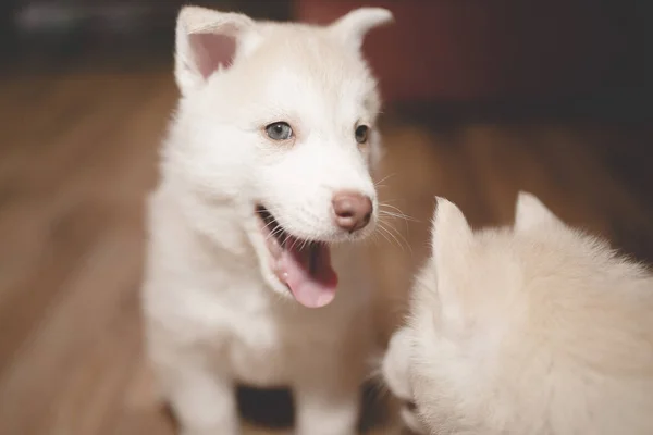 Figlarny szczeniak husky, portret — Zdjęcie stockowe