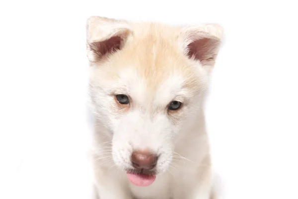 Un cachorro husky con su lengua colgando aislado sobre fondo blanco — Foto de Stock