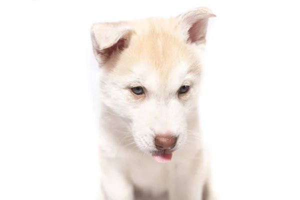 Husky szczeniaka wiszące ucha na białym tle — Zdjęcie stockowe