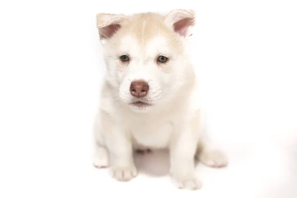 A husky puppy sitting isolated on white background — Stock Photo, Image