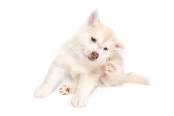 Un cachorro husky arañado detrás de la oreja, aislado sobre fondo blanco — Foto de Stock