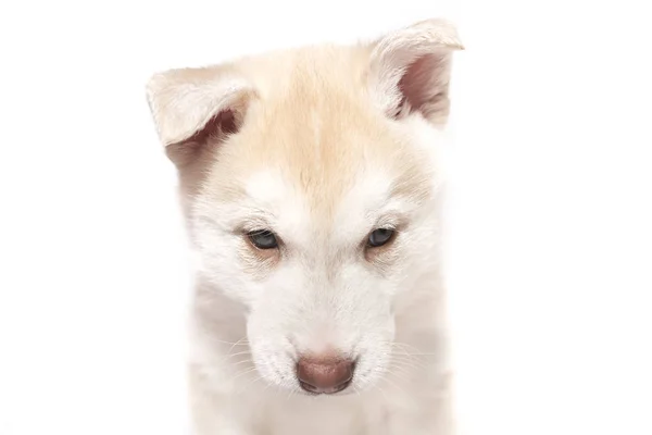 Un chiot husky oreille suspendue isolé sur fond blanc — Photo