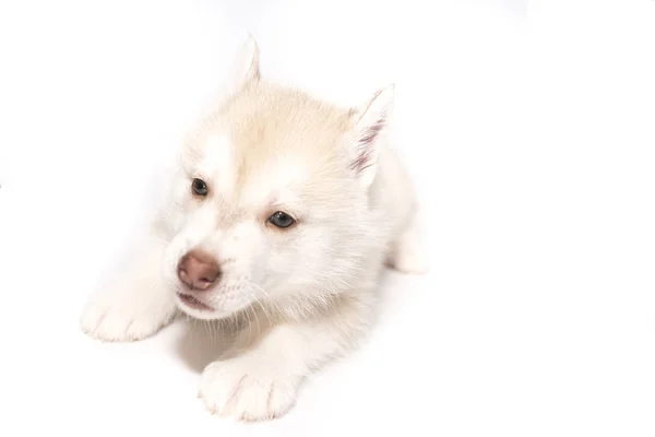 Un chiot husky isolé sur fond blanc — Photo