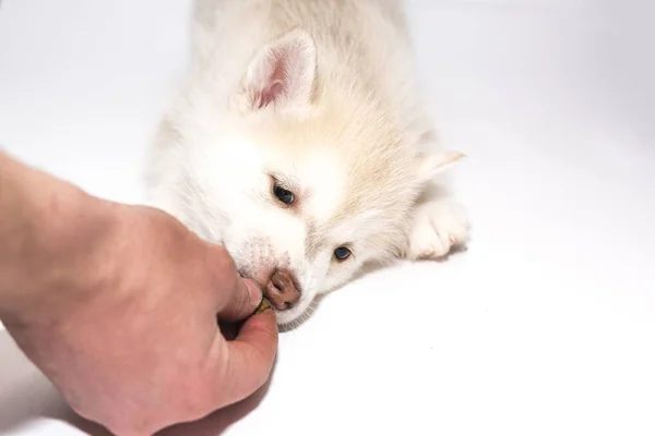 Puppy husky feeding with hands on light background — Stock Photo, Image