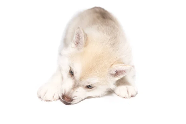Husky szczeniaka leży na białym tle na białym tle — Zdjęcie stockowe