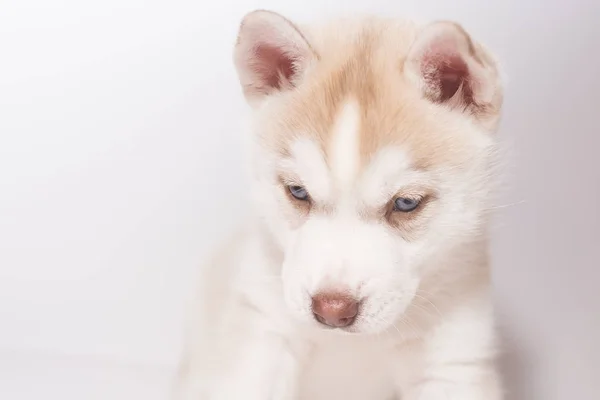 Un cachorro husky, retrato sobre un fondo claro — Foto de Stock