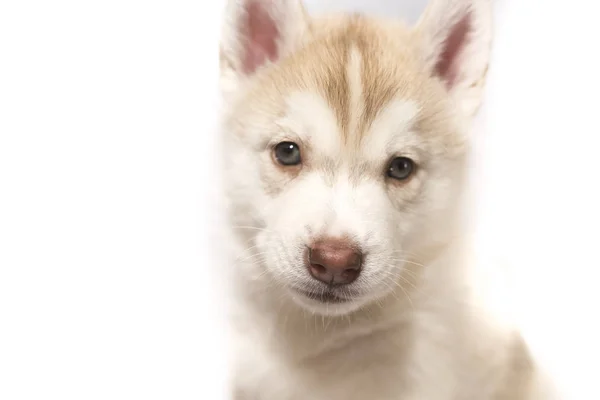 Portrait d'un chiot husky isolé sur fond blanc — Photo