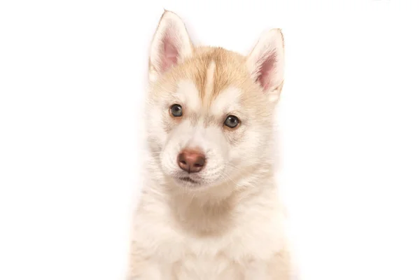 Un cachorro husky aislado sobre fondo blanco — Foto de Stock