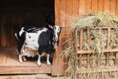 Siyah-beyaz keçi çiğneme saman